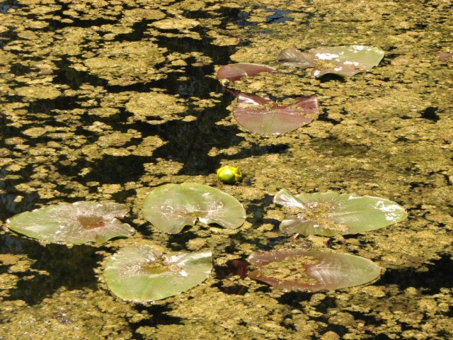 Lily Pond